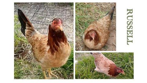 Russell the Chicken - by MsEclectic